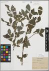 Foto von Salix myrsinifolia Salisb.